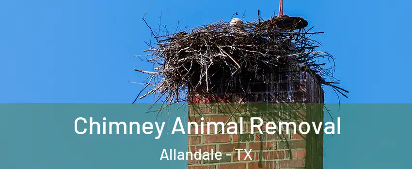 Chimney Animal Removal Allandale - TX