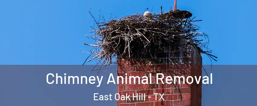 Chimney Animal Removal East Oak Hill - TX