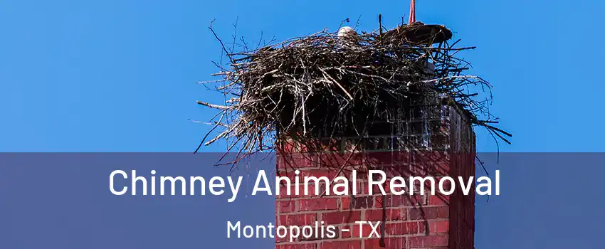 Chimney Animal Removal Montopolis - TX