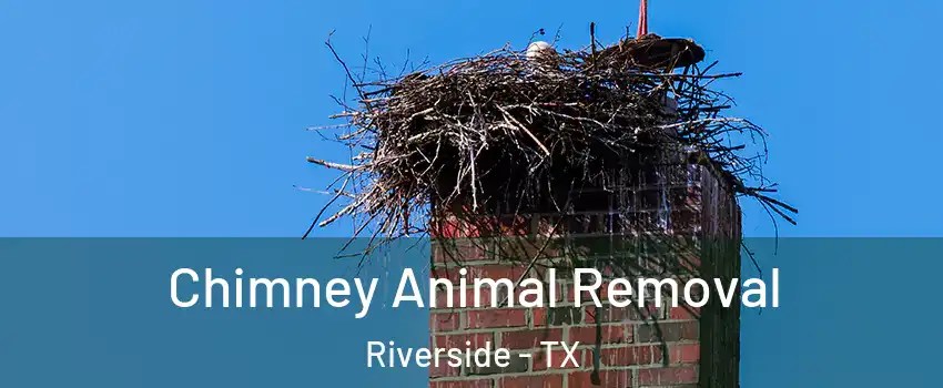 Chimney Animal Removal Riverside - TX