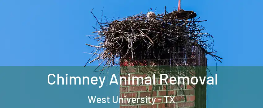 Chimney Animal Removal West University - TX